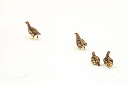 Flock of wild partridges walks on white snow of the winter steppe. Wildlife birds. Natural background with copy space.の写真素材