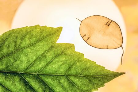 Natural abstract background with green decorative leaves close-up in backlight. Lunarius leaf.の写真素材
