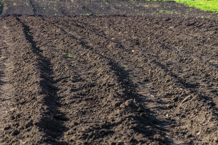 Plowed, planted and hilling rows black-earth field. Ground texture. Agriculture background.