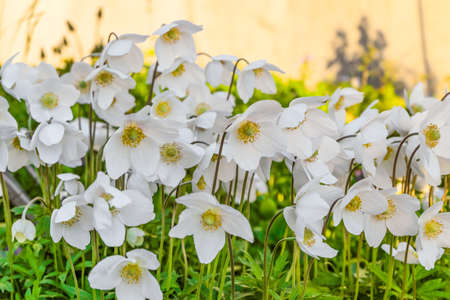 White flowers of Anemone. Natural plant background of perennial wind flower. Limited depth of field.の写真素材