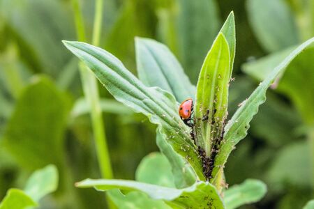 Red spotted ladybug eating aphid in the wildの写真素材
