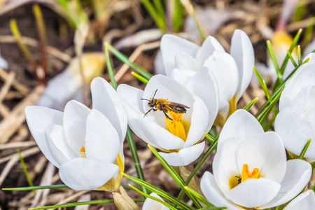 Blossoming early spring white crocus flowers with bee. Natural spring background. Selective focus.の写真素材