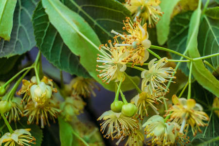 Natural background of linden tree flowers with limited depth of fieldの写真素材