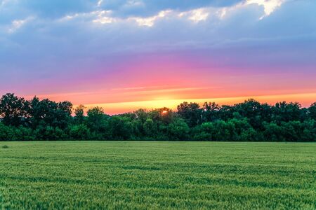 Countryside landscape with green ripening ears of wheat field under cloudy sky at sunset. Agricultural natural plantation with sundown glow.の写真素材