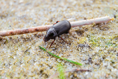 Creeping bread grains ground beetle on the sand (Zabrus gibbus, Zabrus ...