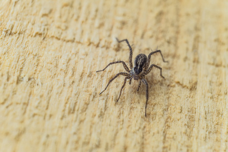 Fiddleback spider, Violin spider or Brown hermit spider (Loxosceles reclusa). Poisonous arthropod on...