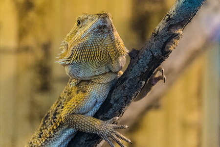 Bearded Agama sits on a wooden branch in terrarium. Face of bearded dragon lizard.の写真素材