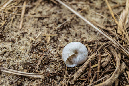 Empty snail shell lying in dry forest plant litter. Natural background with limited depth of field.