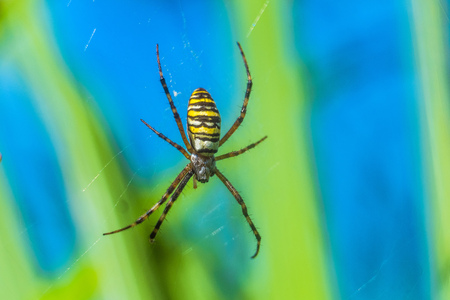Argiope bruennichi spider in the web. Selective focus.の写真素材