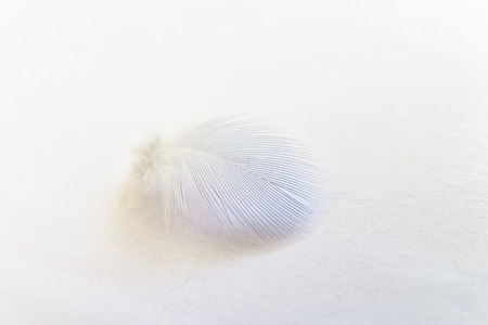 Lightweight blue feather of home budgie close-up on a bright backgroundの写真素材