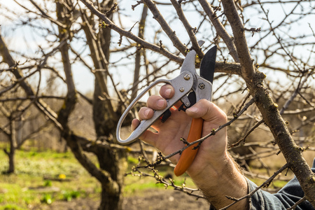Gardener cuts the pruning shears excess branches of fruit trees. Pruner cutting.