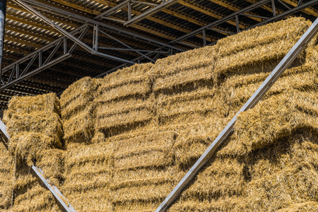 Hay storage with harvested bales of hay for cattle. Agricultural barn canopy.