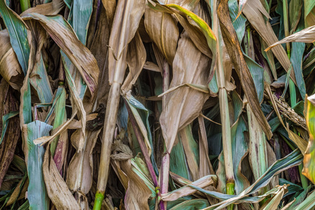 Dried corn foliage background. Natural stalks plant.の写真素材
