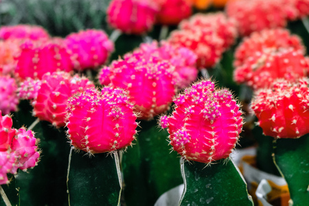 Pink Gymnocalycium cactus flowers top. Indoor ornamental plant. Selective focus.の写真素材