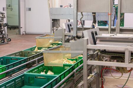 Belt conveyor for counting and sorting chicks. Conveyor line of agro-industrial hatchery. Unloading...