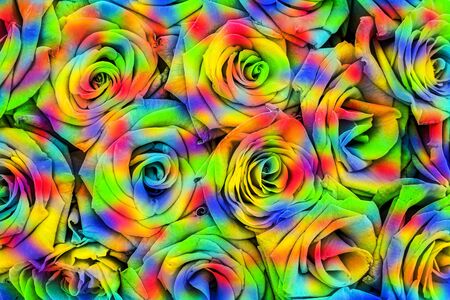 Buds of vivid rainbow roses in a bouquetの写真素材