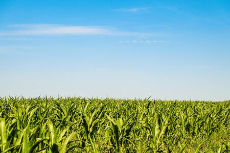 Green corn field under blue sky