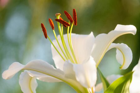 Oriental lily Sambuca. Stamens of a flower close-up with limited depth of field on a blurred background. Natural perennial flower plant.の写真素材