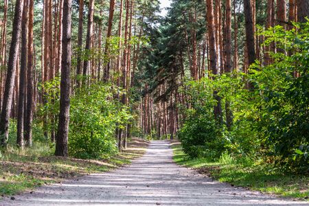 Direct path through pine forest at daylight. Belgorod region, Russia.