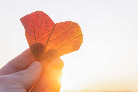 Autumn red heart shaped leaf in a hand on bright sunny back light backgroundの写真素材