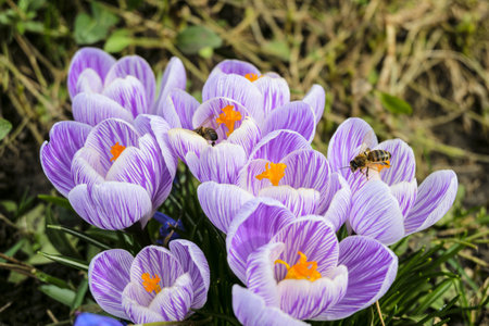Blossoming early spring striped purple crocuses. Bees on a flowers. Selective focus on in the center of flowers.の写真素材