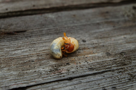 Garden larva insect pest. Cockchafer beetle larvae on wooden surface.