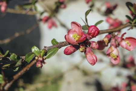 Quince tree branch with with flowers in spring time. Gardening plants. Selective focus.