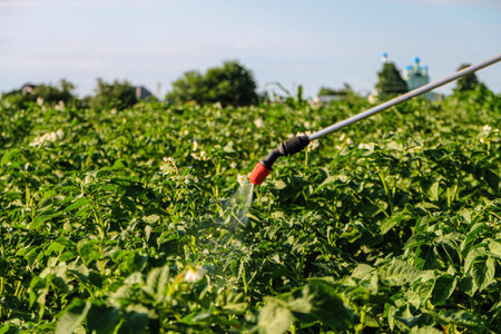 Spraying potatoes with poison against colorado potato beetle. Poisons pest insect in the garden....