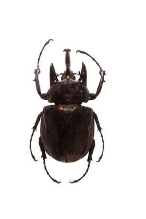 Rhinoceros beetle actson isolated on white background. Megasoma actacon.