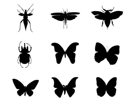 Black icons of insects isolated on white backgroundの写真素材