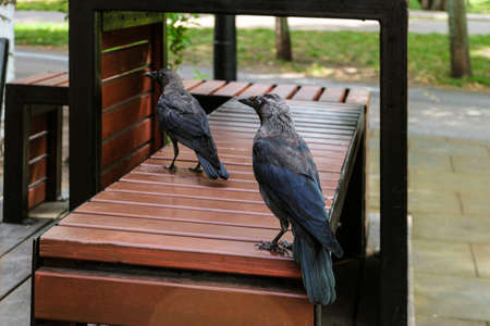 Insolent city crows begging for food on the bench of a street cafeの写真素材