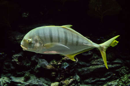 Golden Trevally fish swims on the bottom of the seaの写真素材