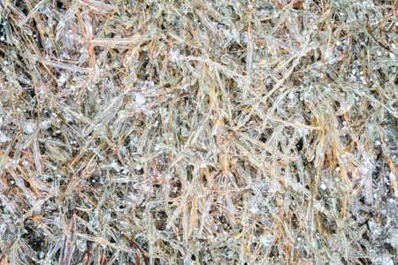 Willow branches covered with ice shells after freezing rain. Close-up.の写真素材