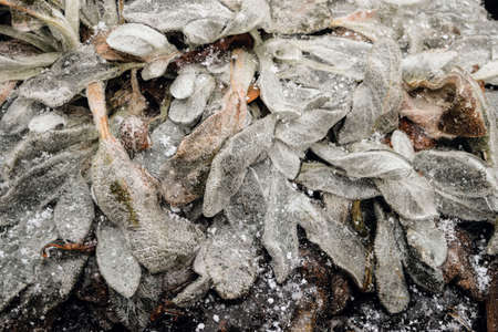 Garden plant covered with ice shells after freezing rain. Close-up.の写真素材