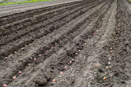 Plowed and potato-sown rows in chernozem soil. Potatoes seeds in soil.