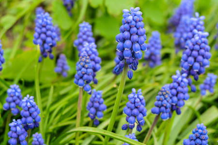 Blue muscari flowers in nature