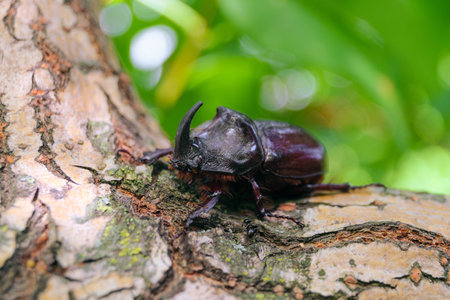Rhinoceros beetle crawling on a tree branchの写真素材