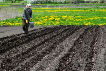 Farmer plants potatoes in soil. Planted potato seeds rows black-earth soil. Selective focus on farmers.の写真素材