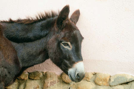 Domestic donkey face close-up. side view. Equus asinus domestic.