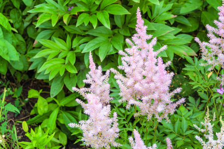 Summer astilbe flowers. Blossoming pink flowers of astilbe bushes.の写真素材