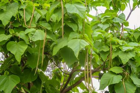catalpa tree. Green leaves and seed pods on the branch close up. Genus of plants of the Bignoniaceae...