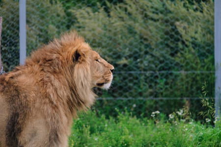 Lion looking into the distance in an animal aviary. side view.の写真素材