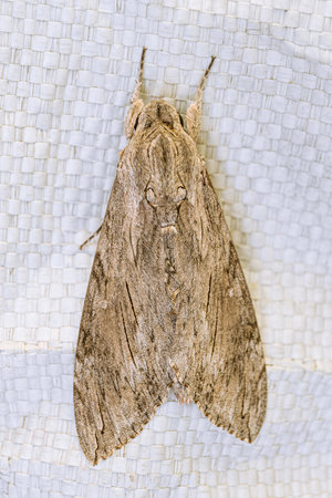 Big night hairy owl moth field grey. Large sleeping noctuidae top view. Night butterfly 5-6 centimeters in length.の写真素材