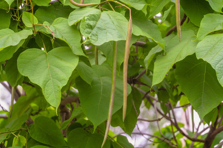 catalpa tree. Green leaves and seed pods on the branch close up. Genus of plants of the Bignoniaceae...