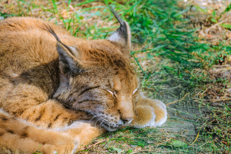 Common lynx sleeps lying on the groundの写真素材