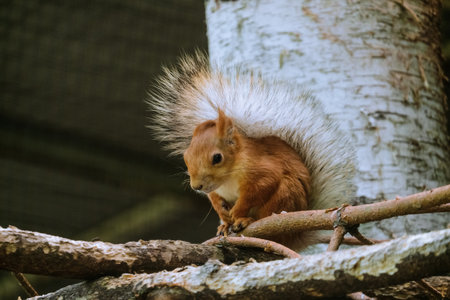 Squirrel sits on a wooden branchの写真素材