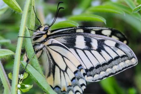Beautiful Papilio Machaon (Swallowtail) butterfly with folded wings on a green grass close-up. Side...