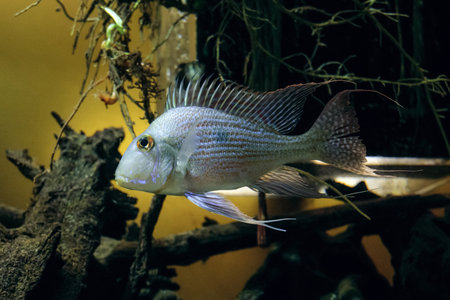 Geophagus surinamensis. Redstripped Eartheater fish. Side view