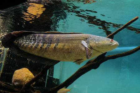 Emperor snakehead. Channa marulioides fish.