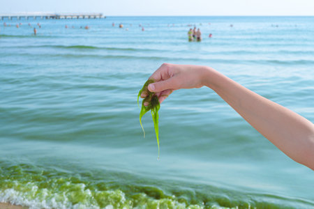 Green slimy algae in a child's hand. Cladophora vagranta and zostera marina. Blooming Black sea coast.の写真素材